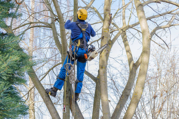 Best Tree Maintenance Programs  in Hewitt, NJ